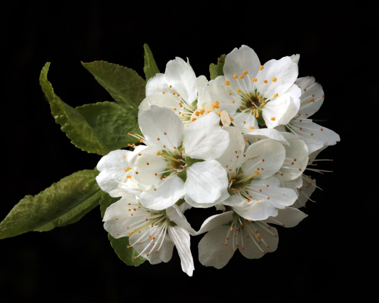Белые цветы вишни на черном фоне