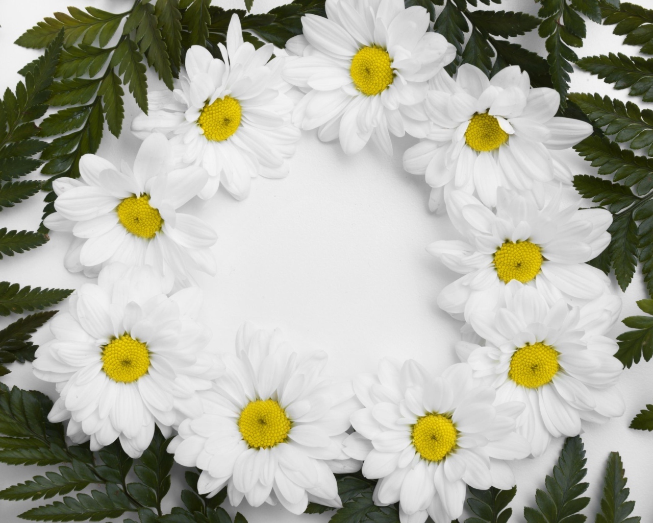 Белые цветы хризантемы с зелеными листьями на белом фоне 
