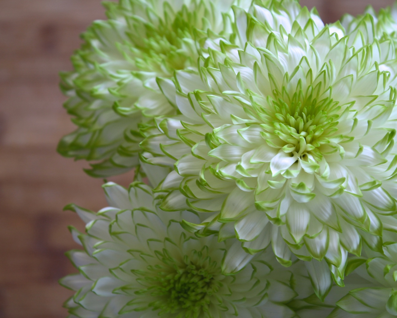 Белые хризантемы с зелеными краями на лепестках 