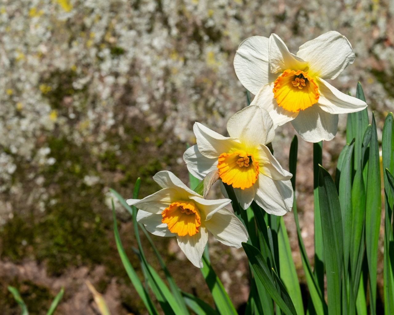 Белые нарциссы с зелеными листьями на клумбе весной