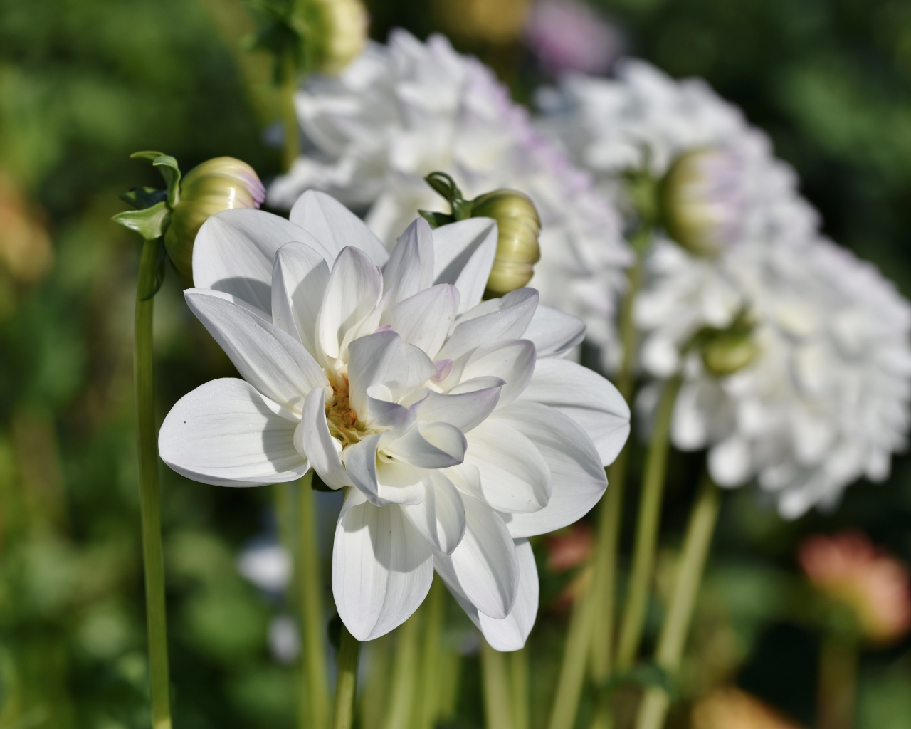Белые георгины с бутонами в лучах солнца на клумбе