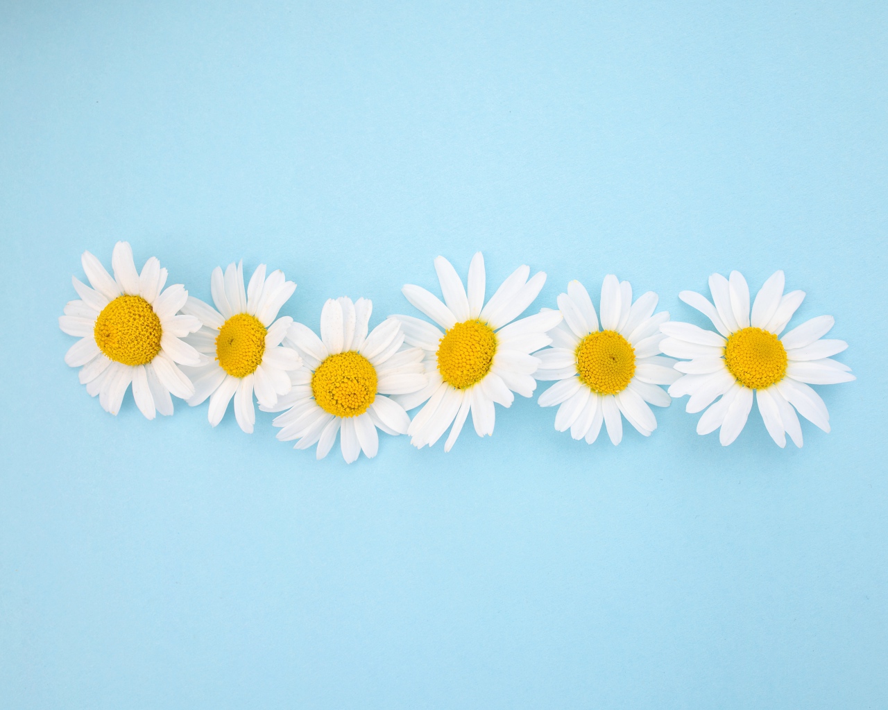 Белые ромашки с желтой серединкой на голубом фоне 