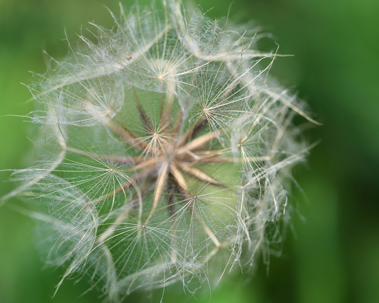 Белые семена одуванчика крупным планом