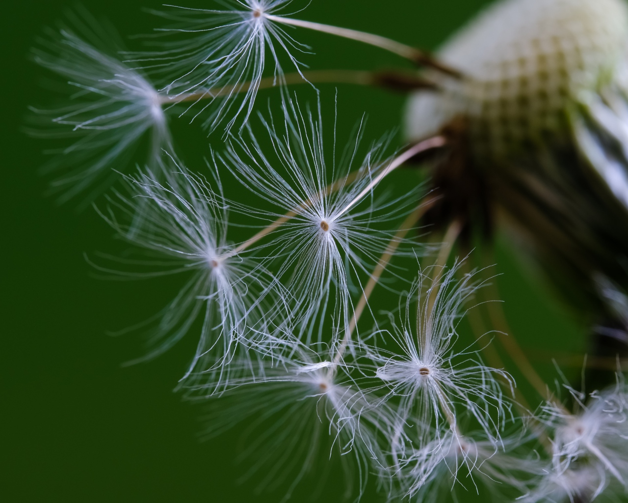 Белые семена одуванчика на зеленом фоне 