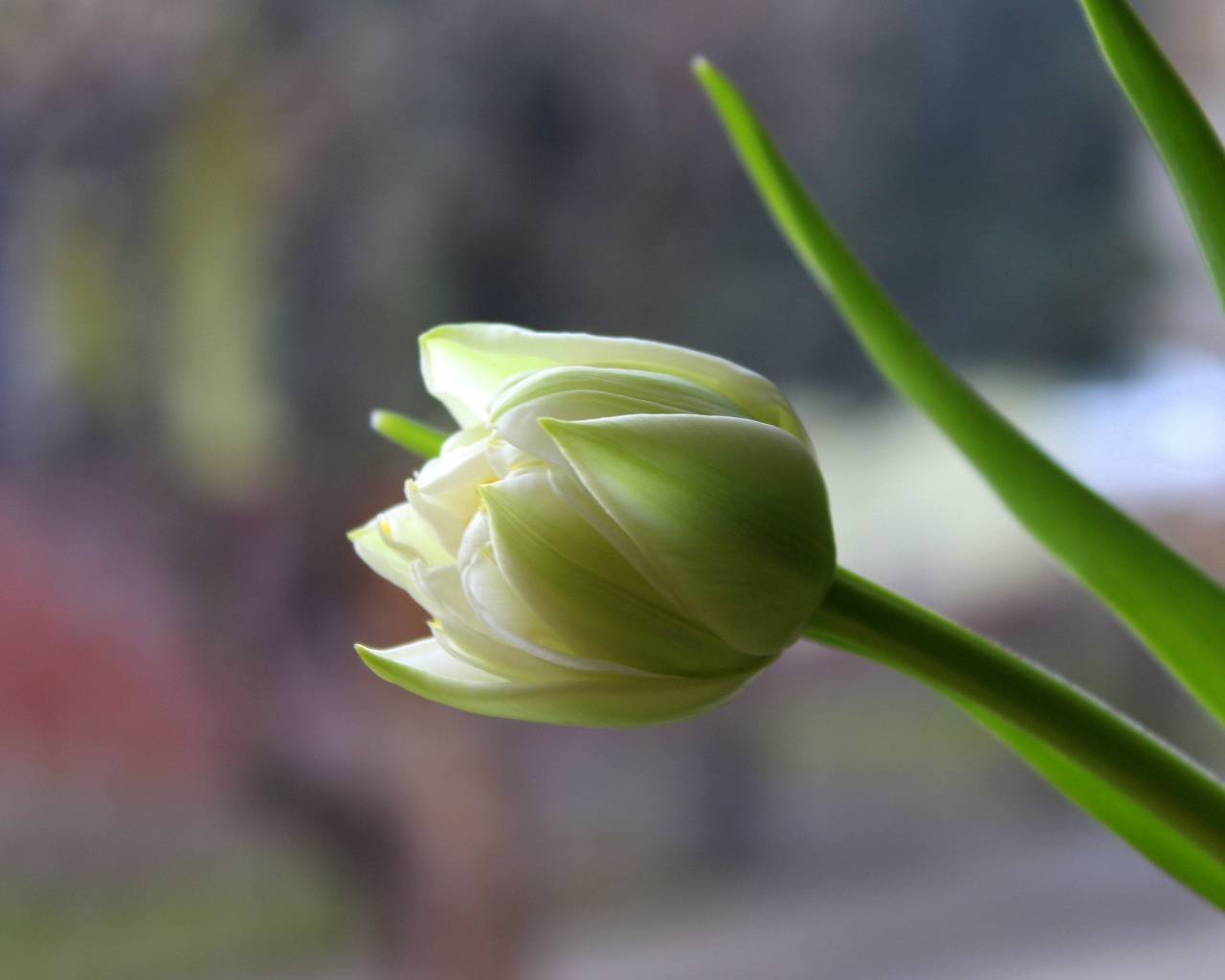 Белый нежный тюльпан с зелеными листьями крупным планом