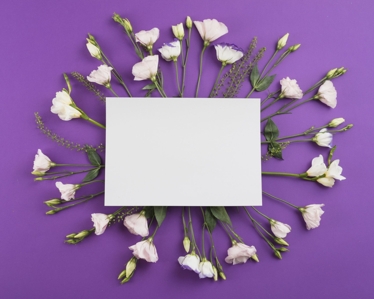 Белые цветы эустомы с белым листом на фиолетовом фоне