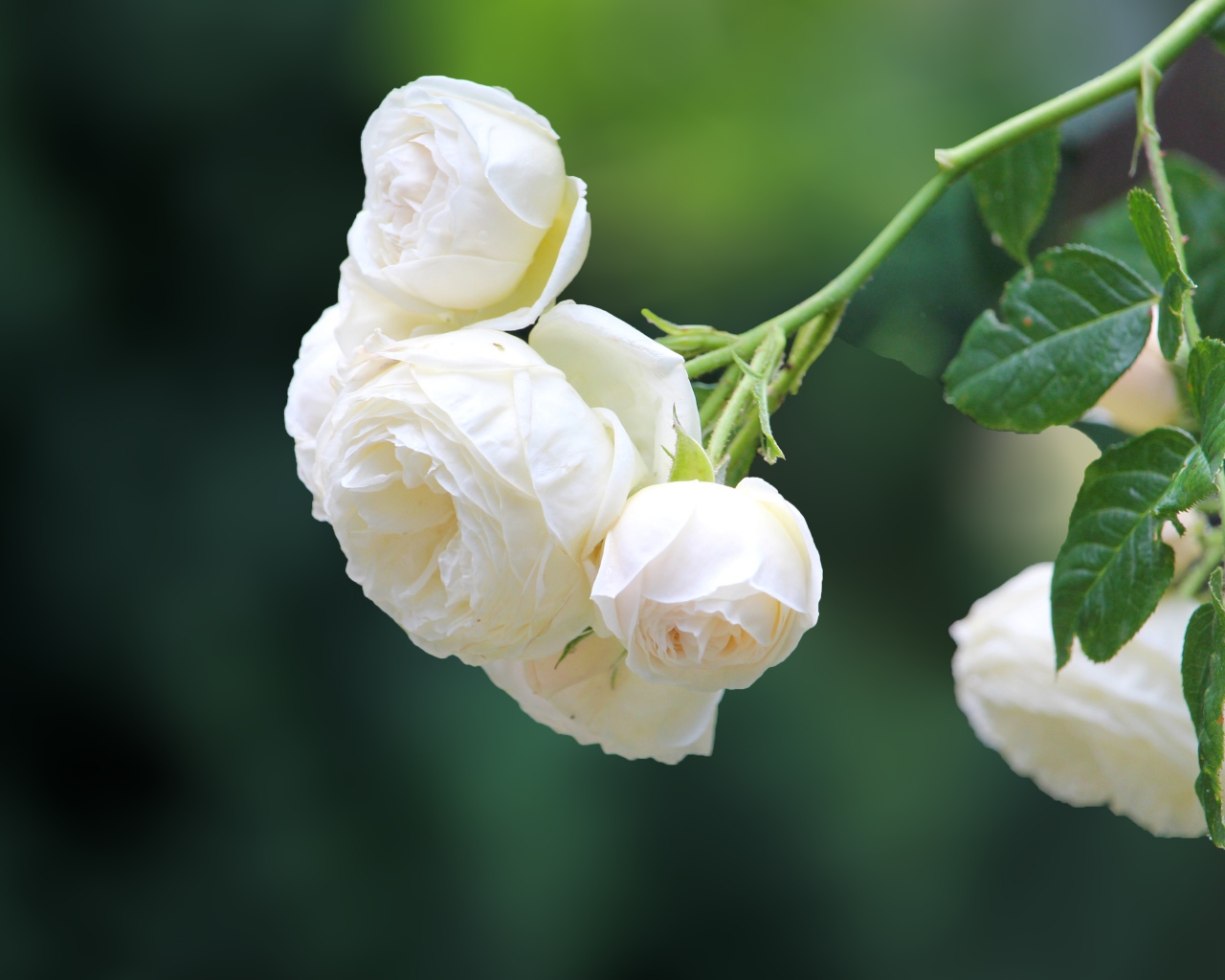 Белые цветы плетущейся розы