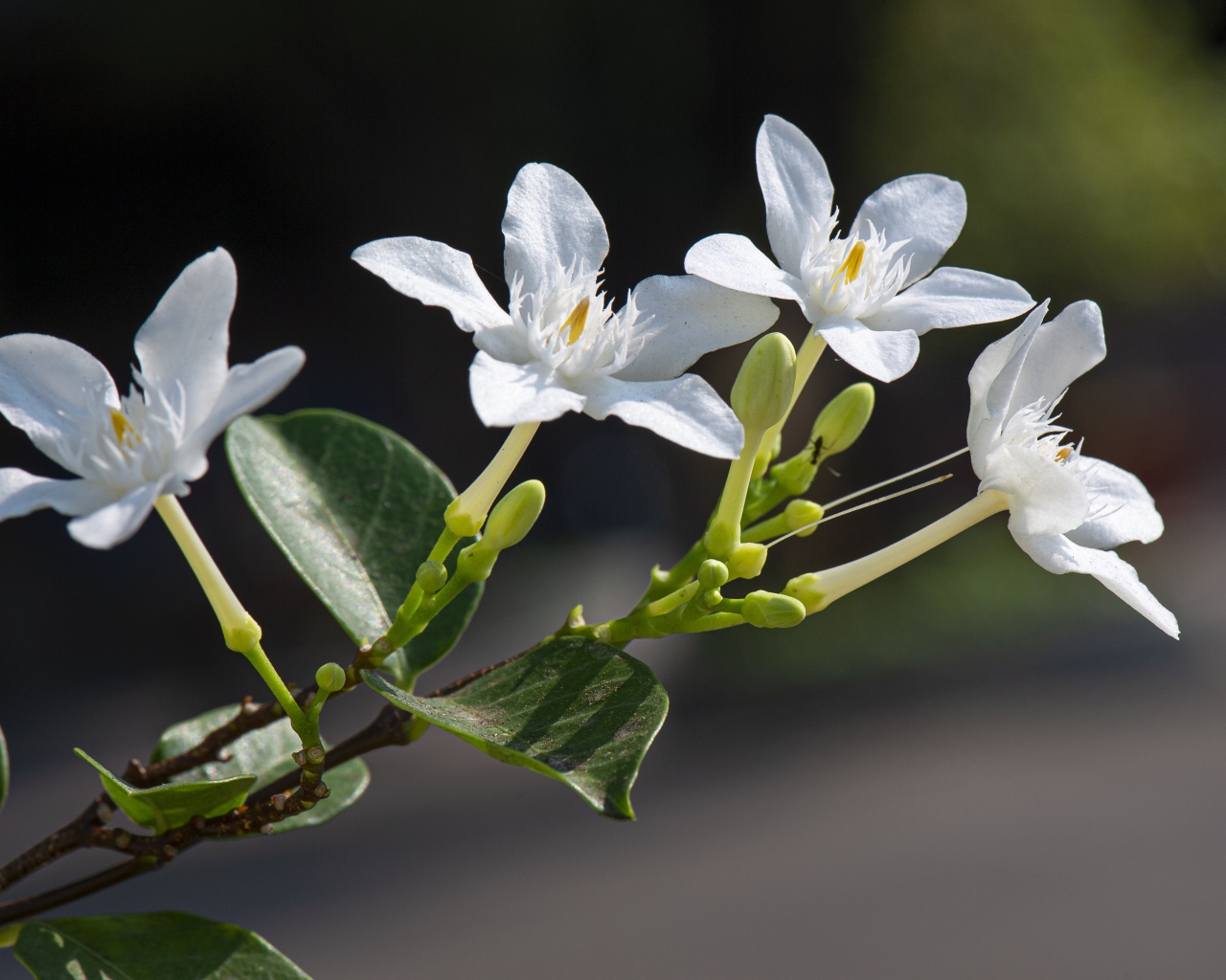 Белые цветы с бутонами и зелеными листьями на ветке 