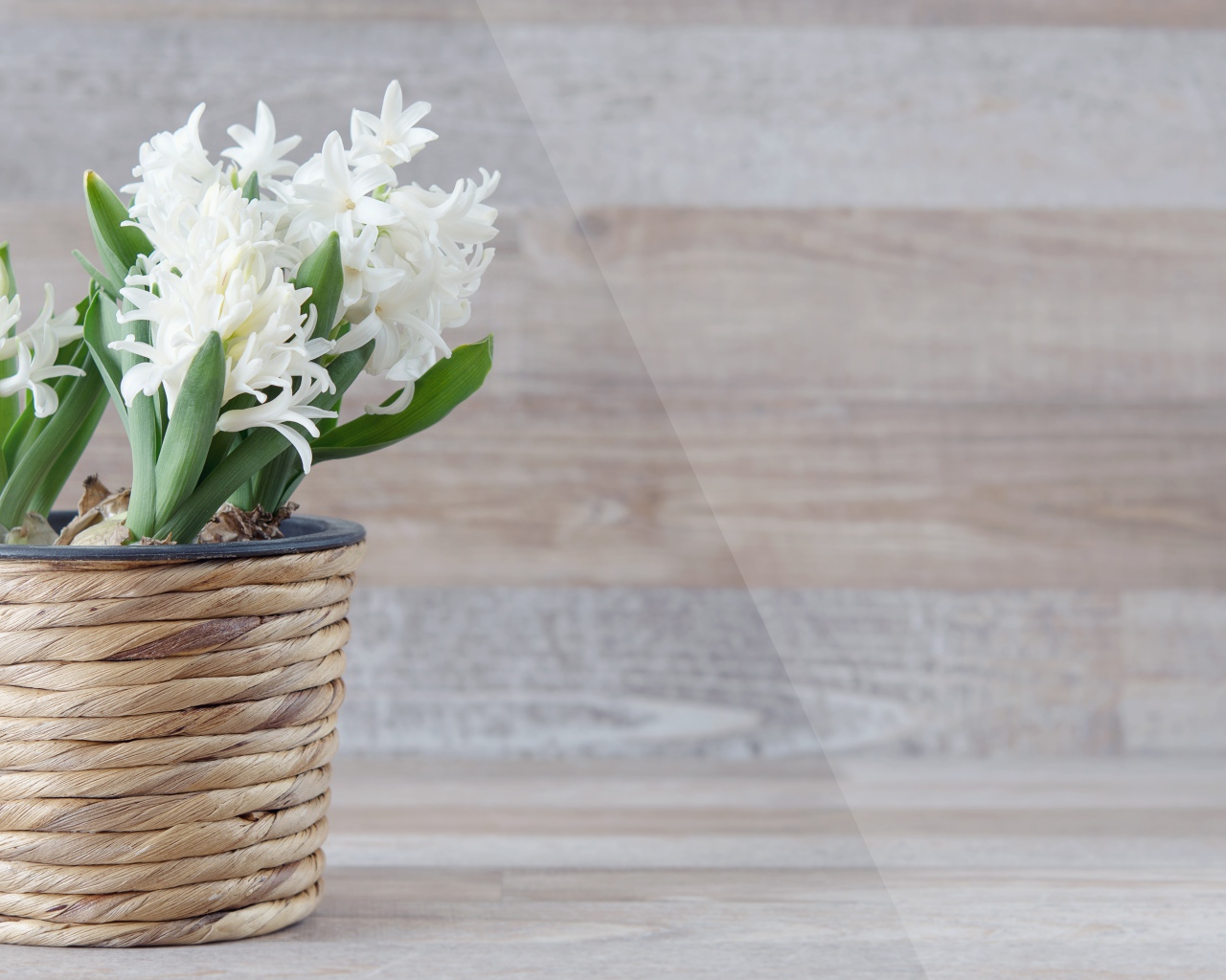 Белые цветы гиацинта в горшке на фоне стены