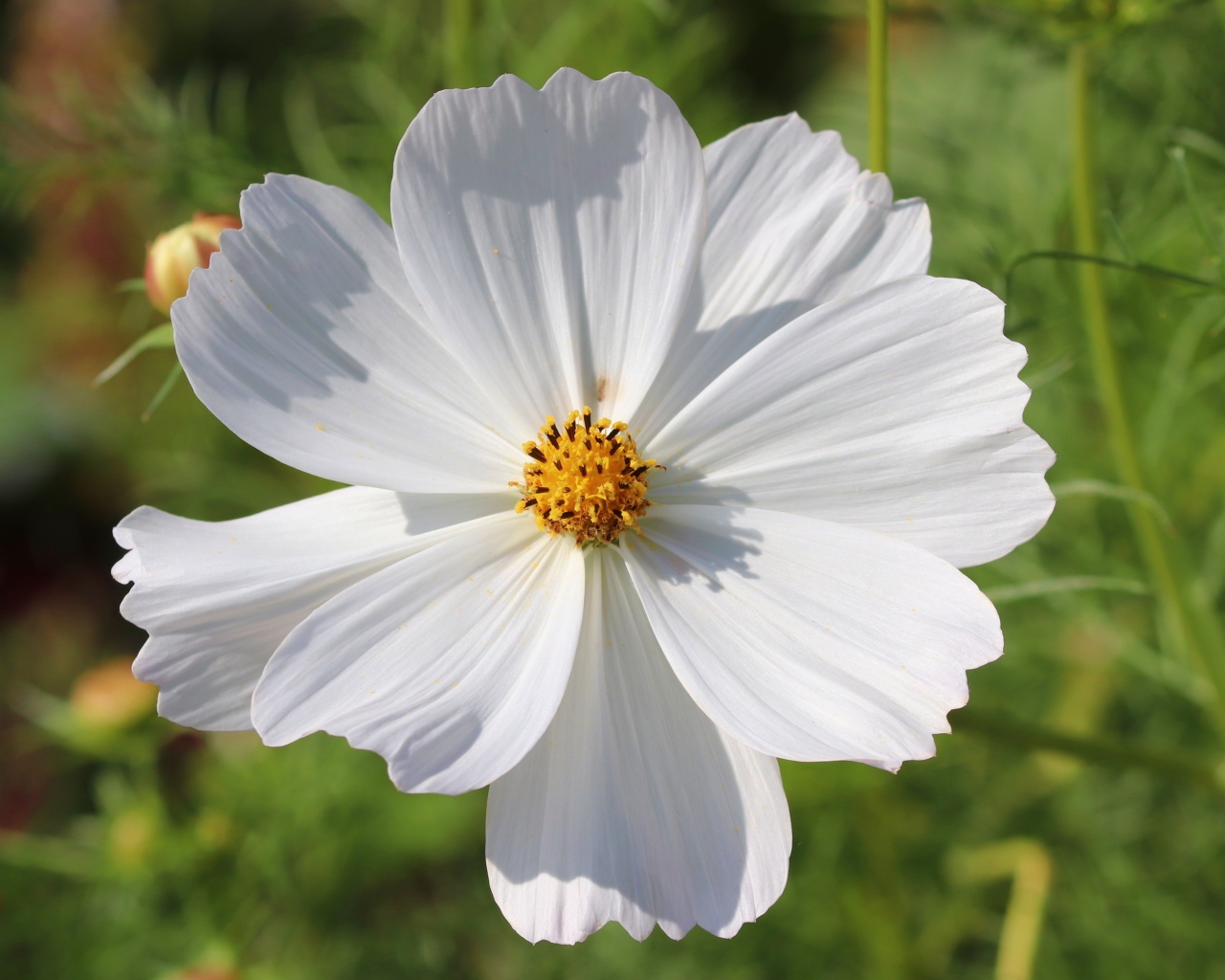 Белый цветок космея крупным планом