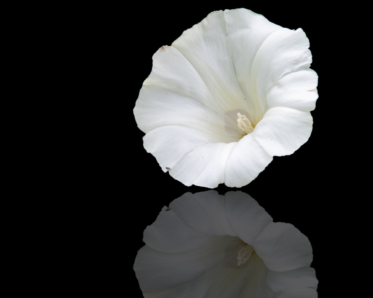 Белый цветок лаватера на черном фоне 