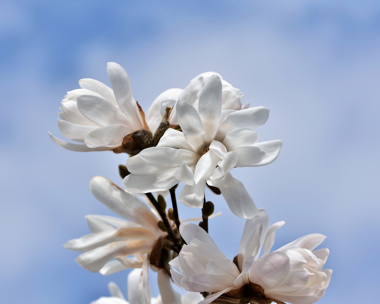 Белые цветы магнолии на голубом фоне