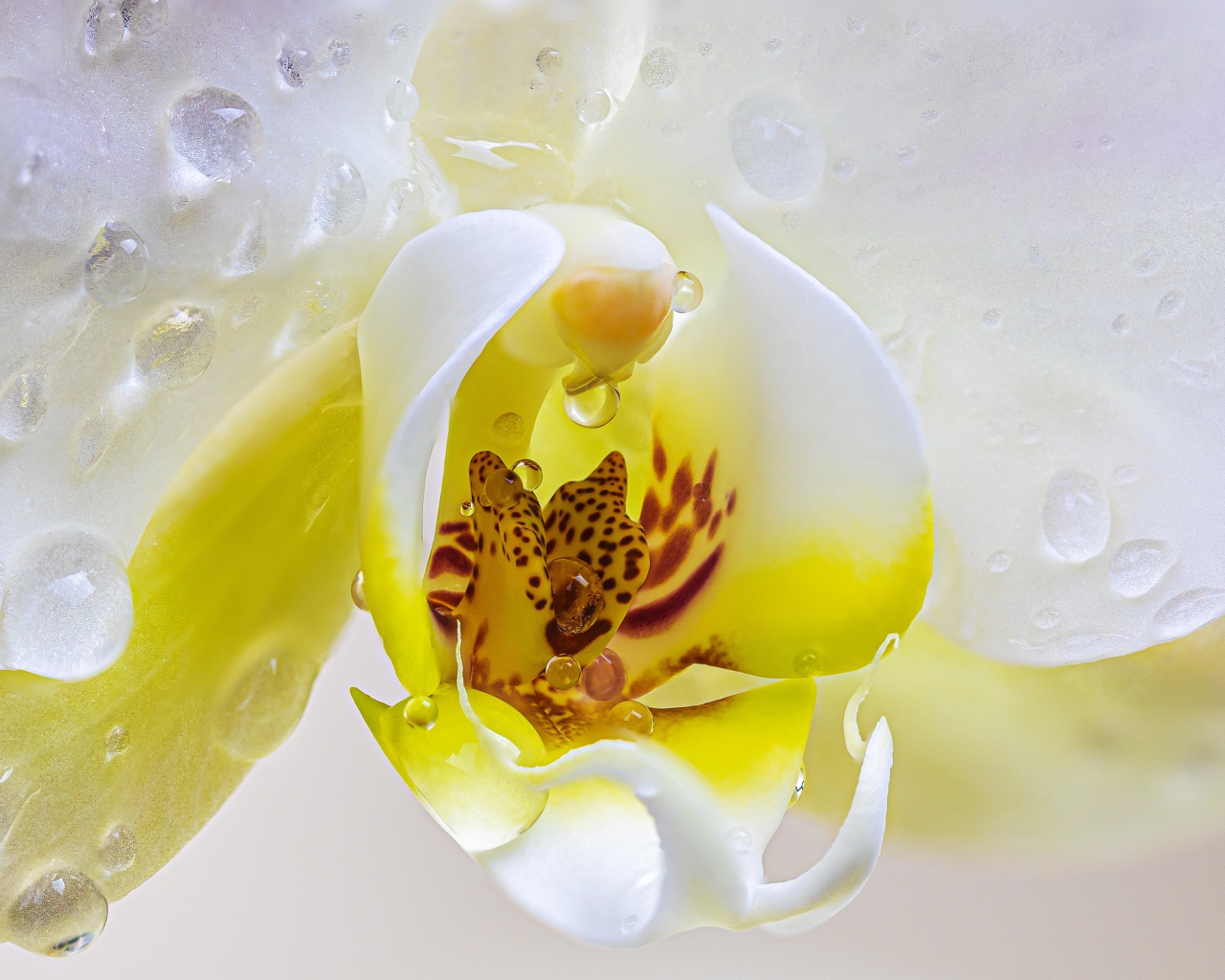 Белый цветок орхидеи в каплях воды крупным планом