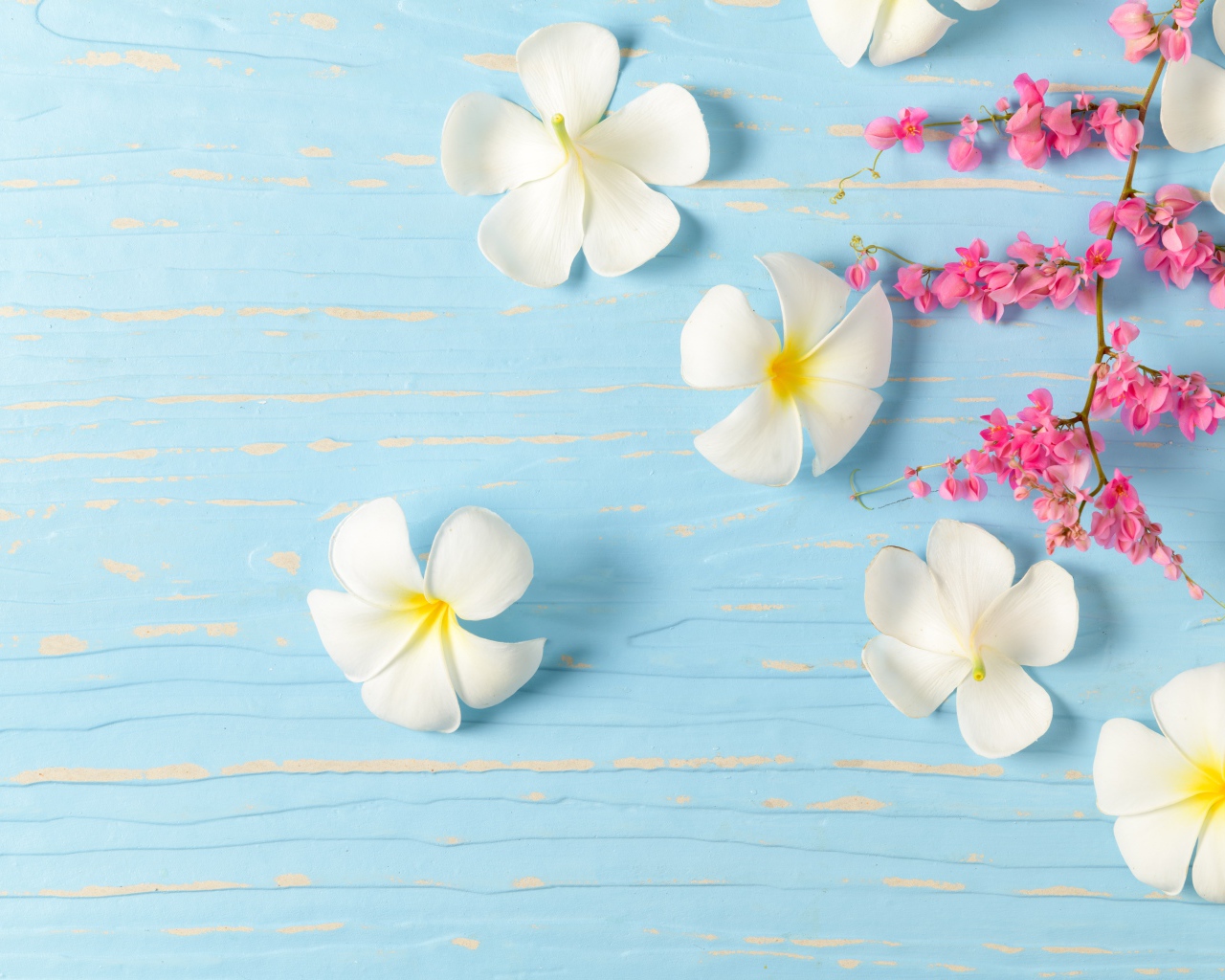 Белые цветы плюмерии на голубом фоне