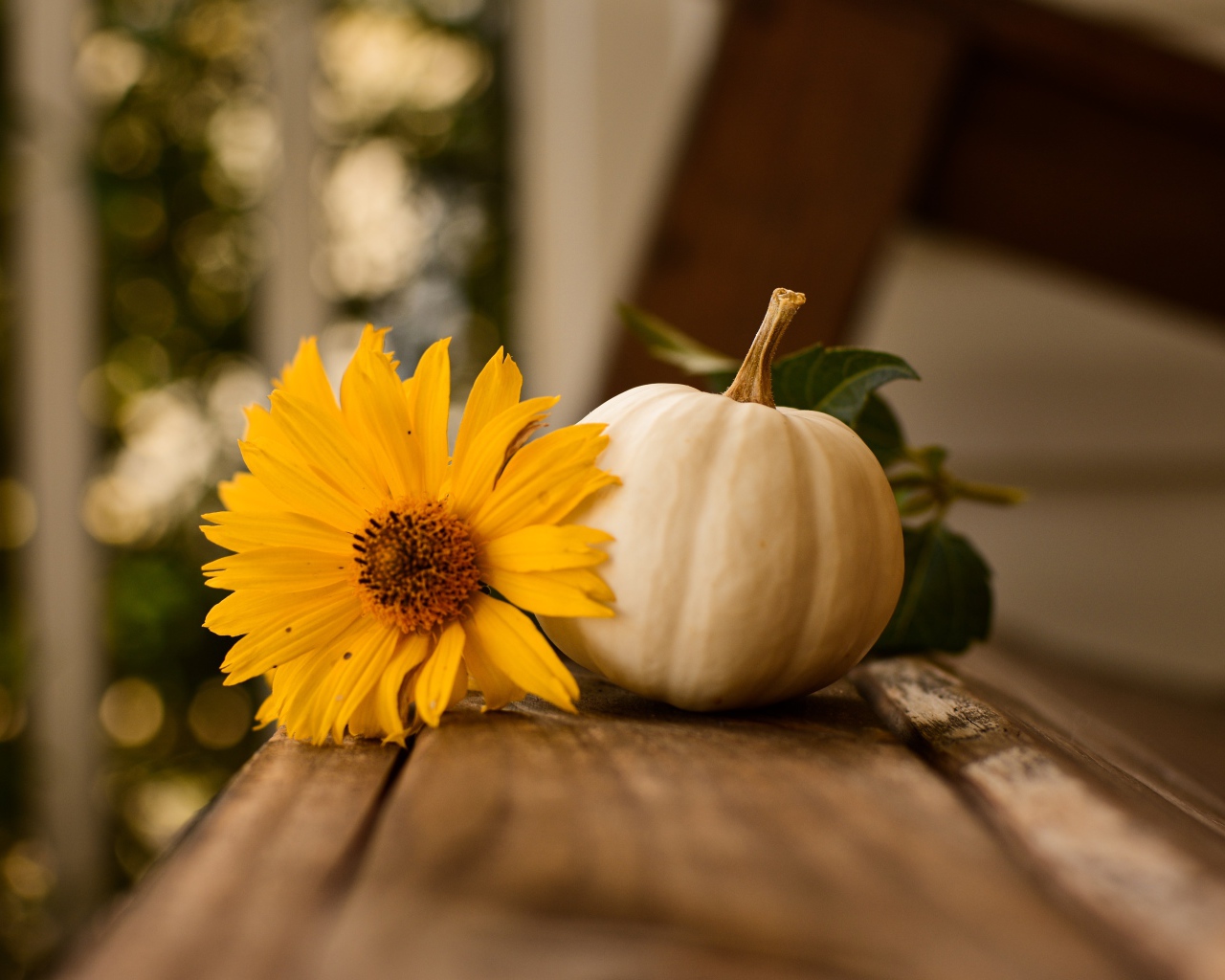 Белая тыква с желтым цветком на лавке 