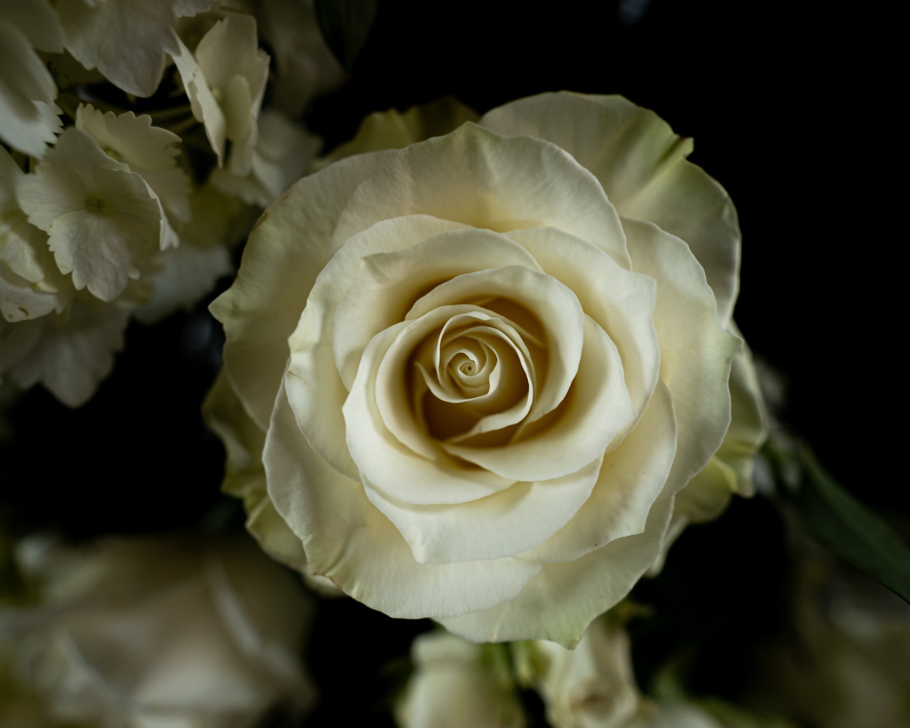 Белая роза с цветами  гортензии на черном фоне