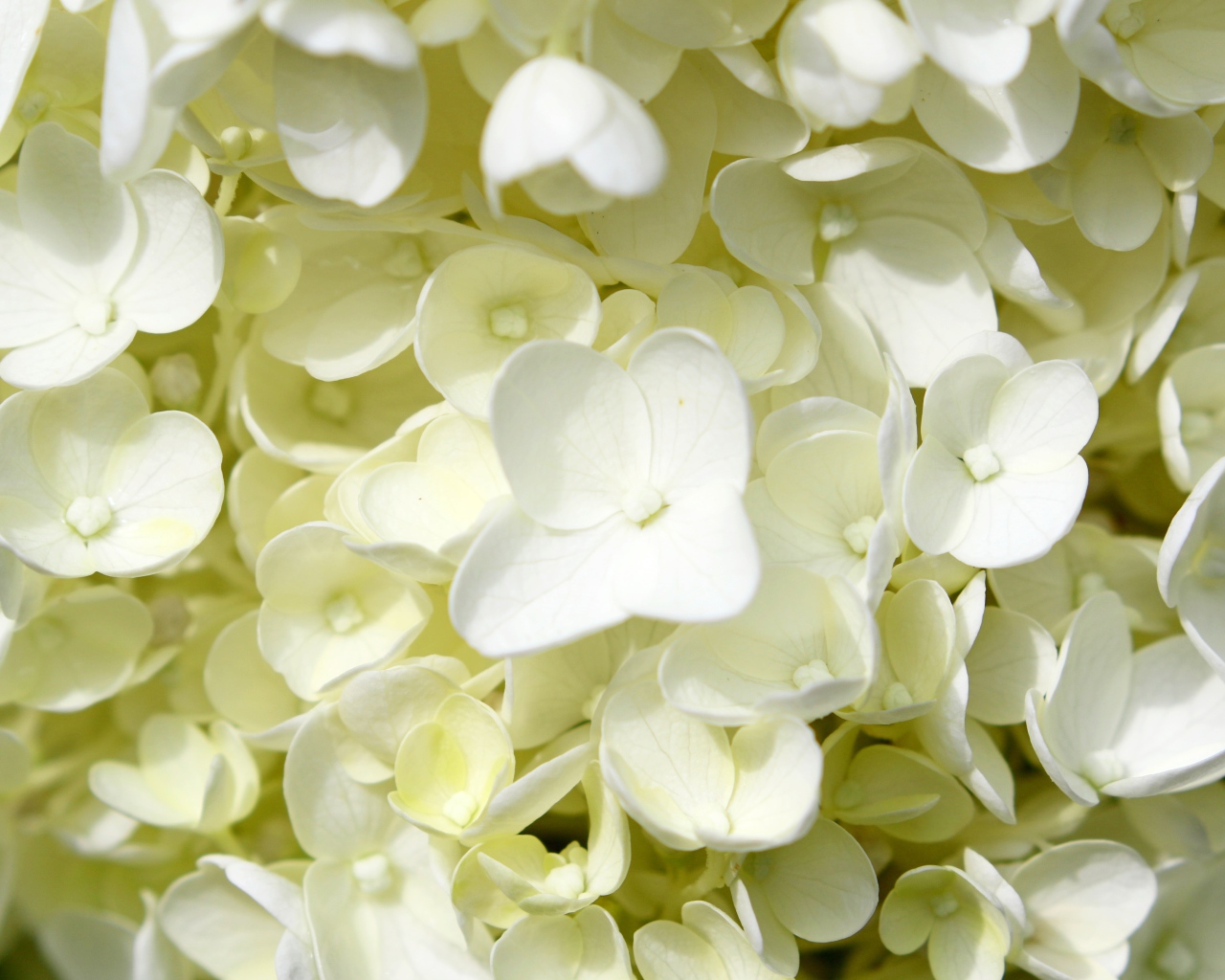 Белые мелкие цветы гортензии крупным планом