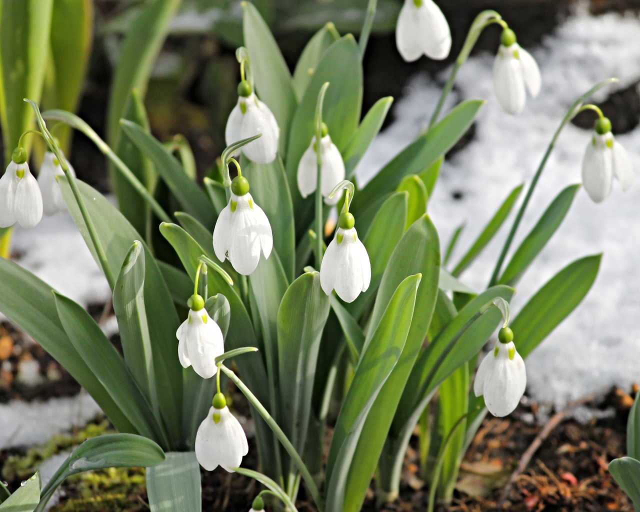 Белые подснежники с зелеными листьями на земле