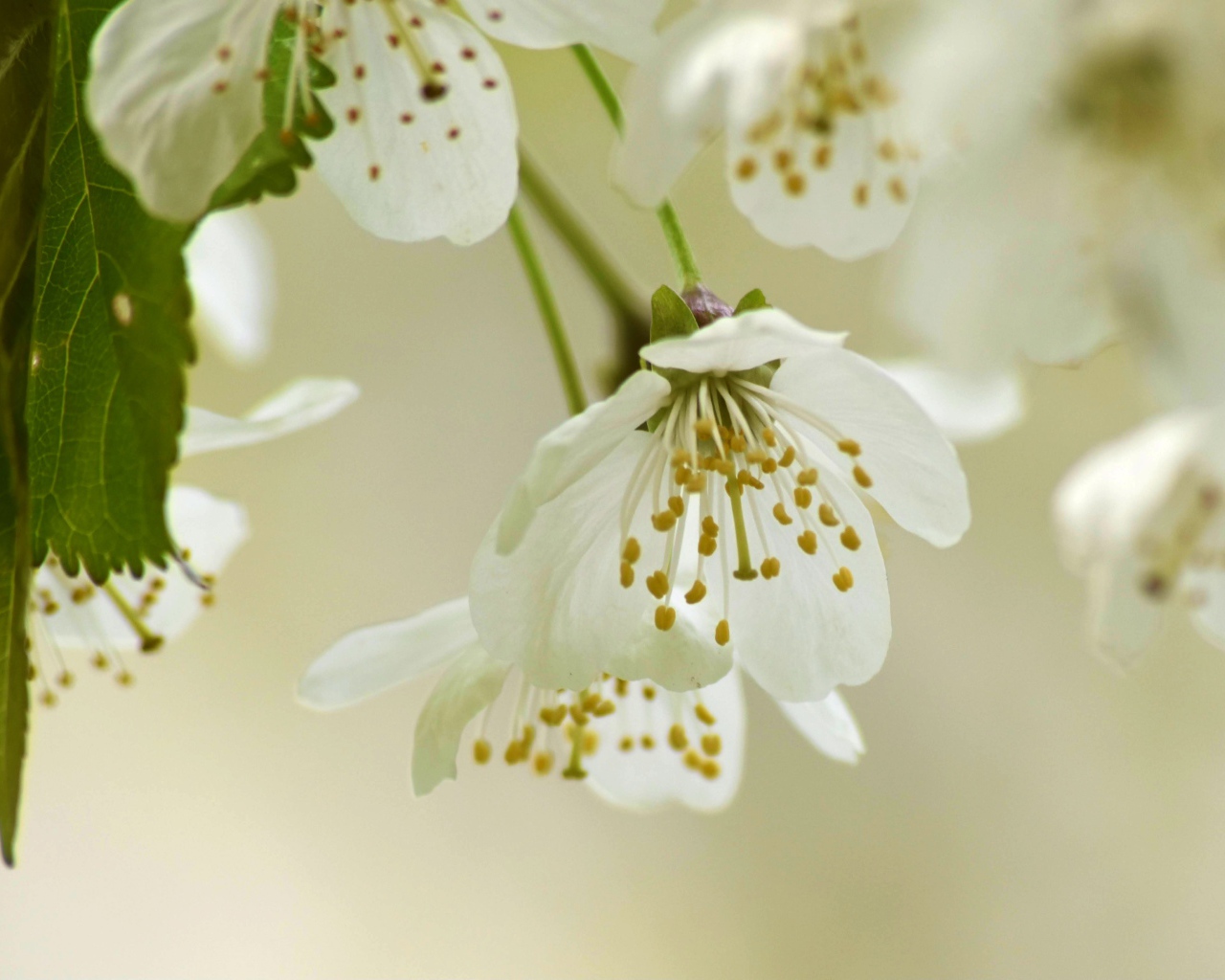 Белые весенние цветы вишни с зелеными листьями 