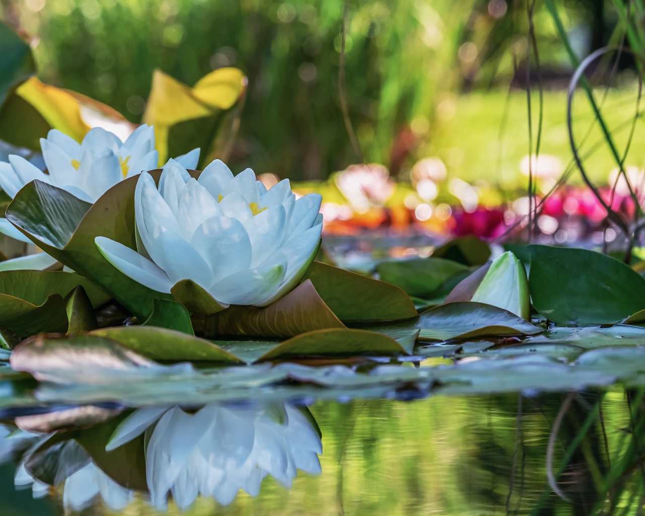 Белые цветы водяной лилии отражаются в воде