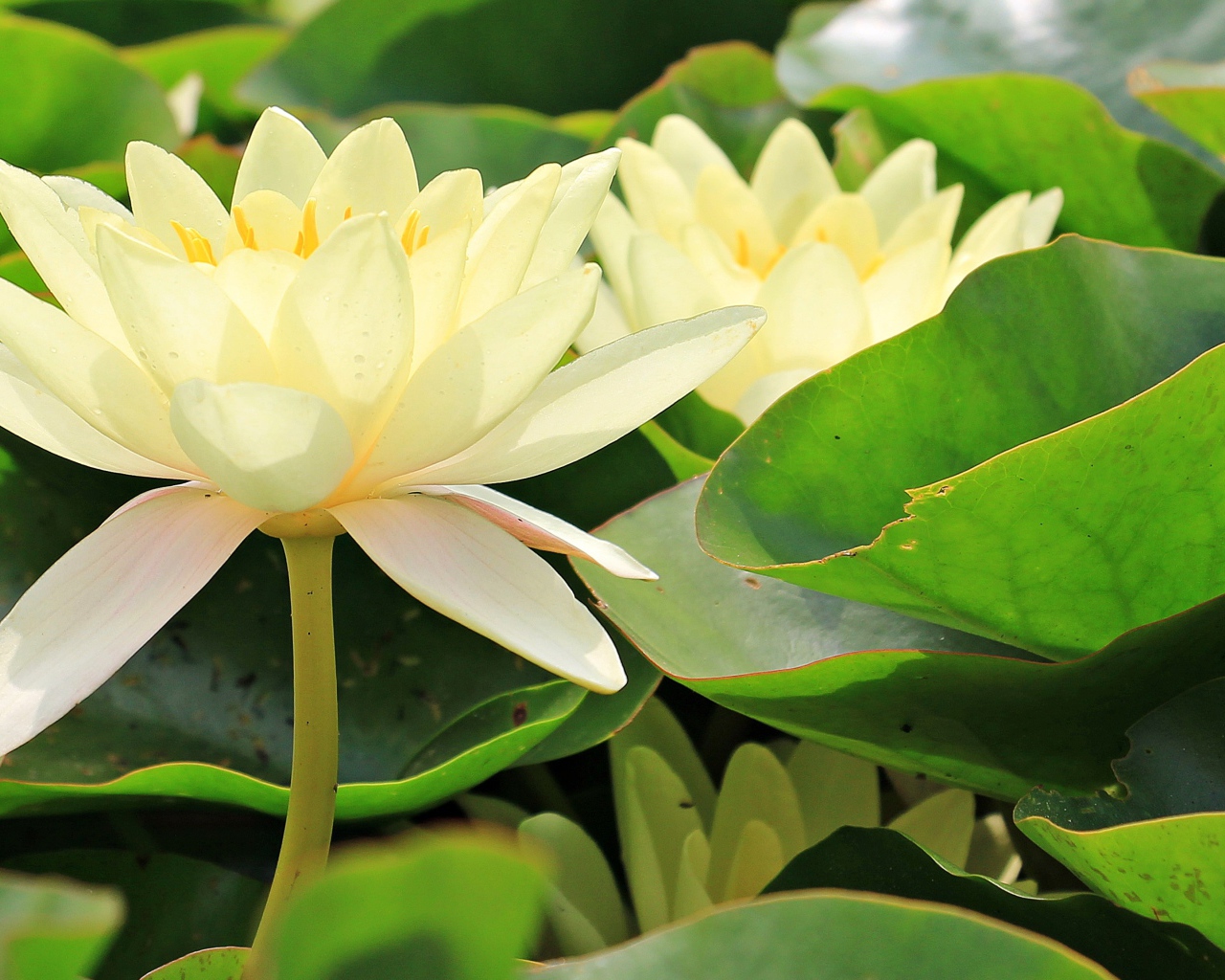 Белые цветы водяной лилии в зеленых листьях