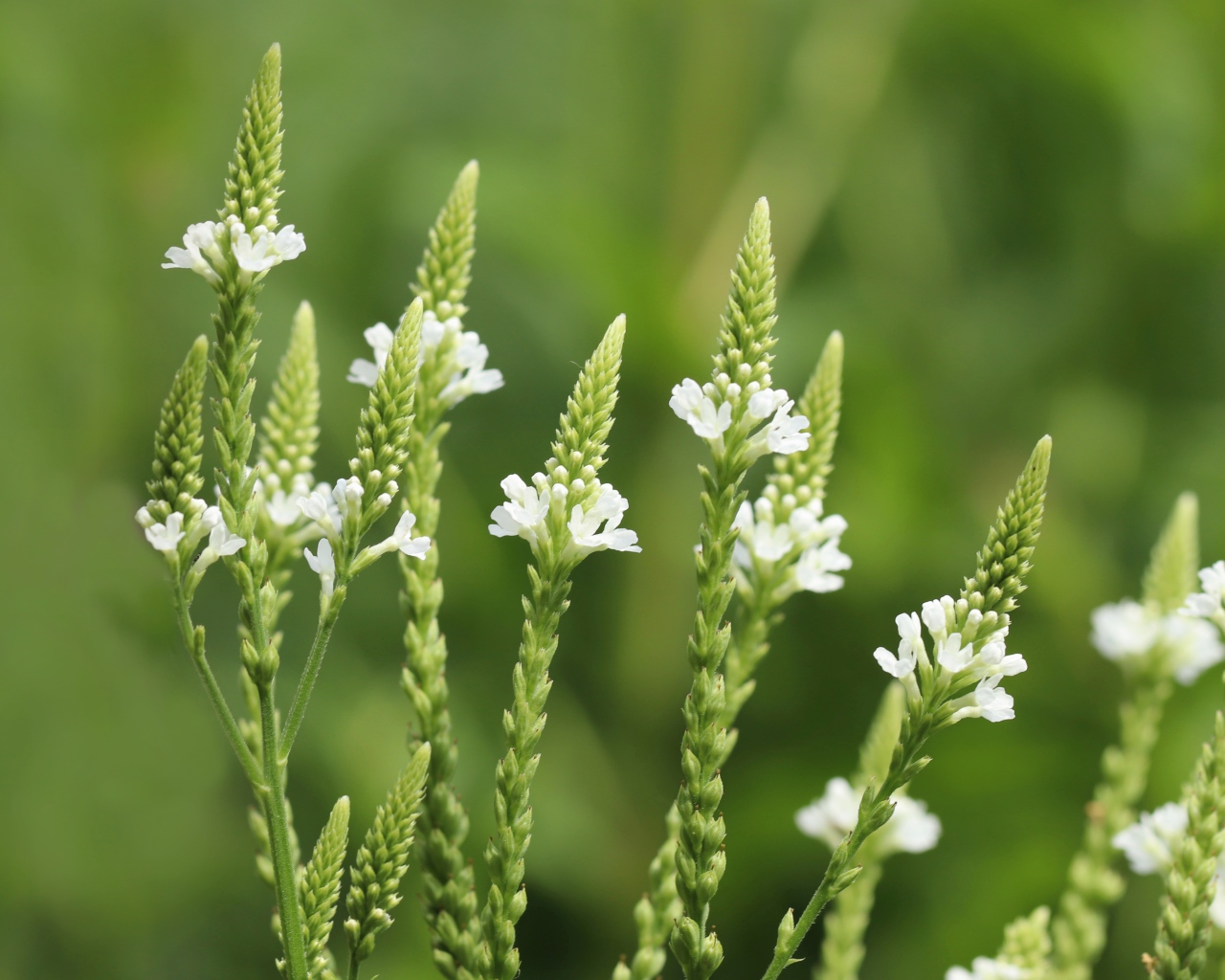 Белые полевые цветы на зеленом фоне