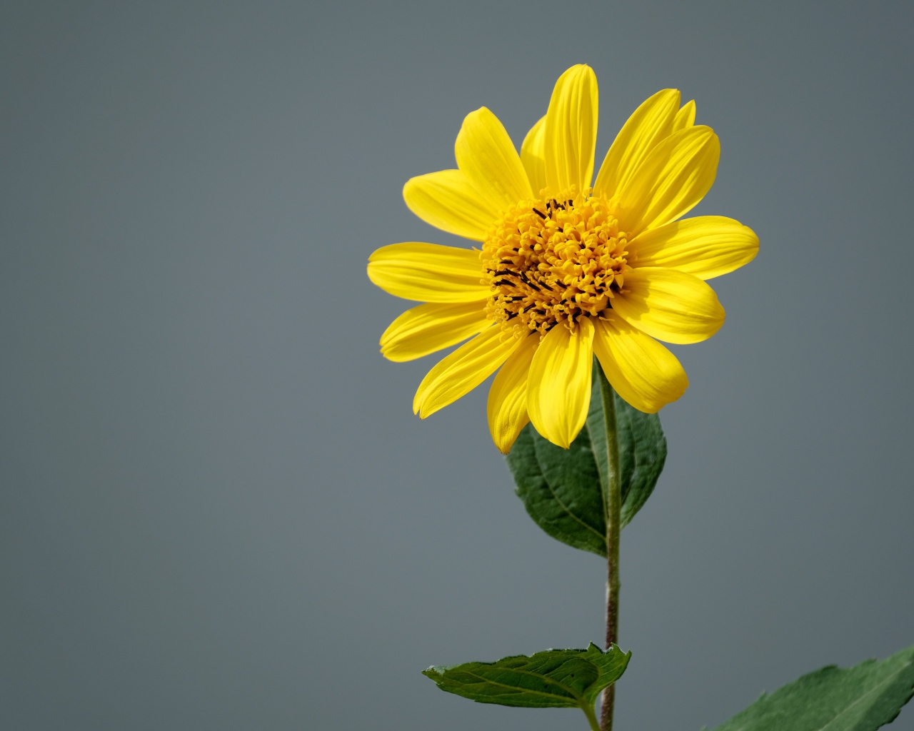 Желтый цветок топинамбура на сером фоне