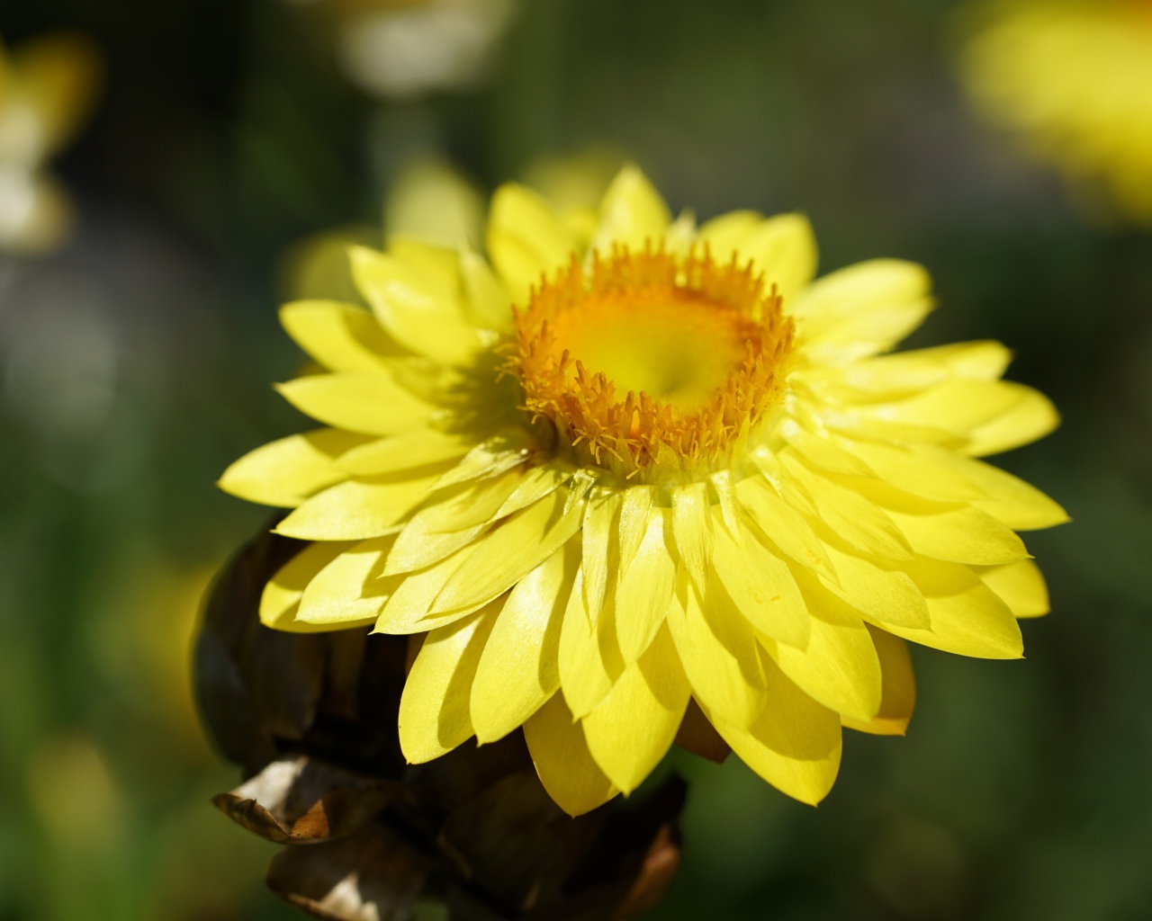 Желтый Xerochrysum крупным планом