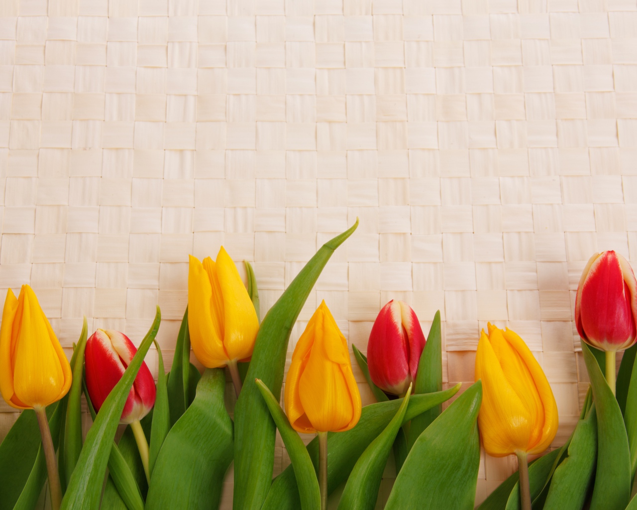 Желтые и красные тюльпаны на плетеном фоне