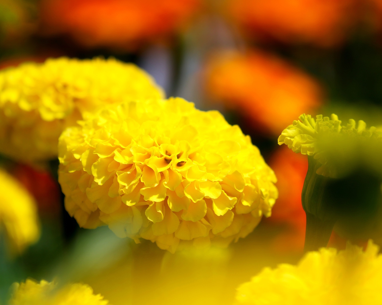 Желтые красивые бархатцы