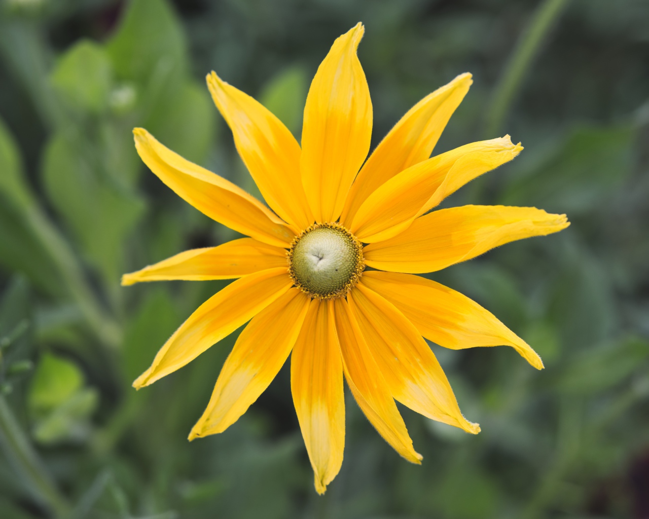 Желтый красивый цветок рудбекия  крупным планом 