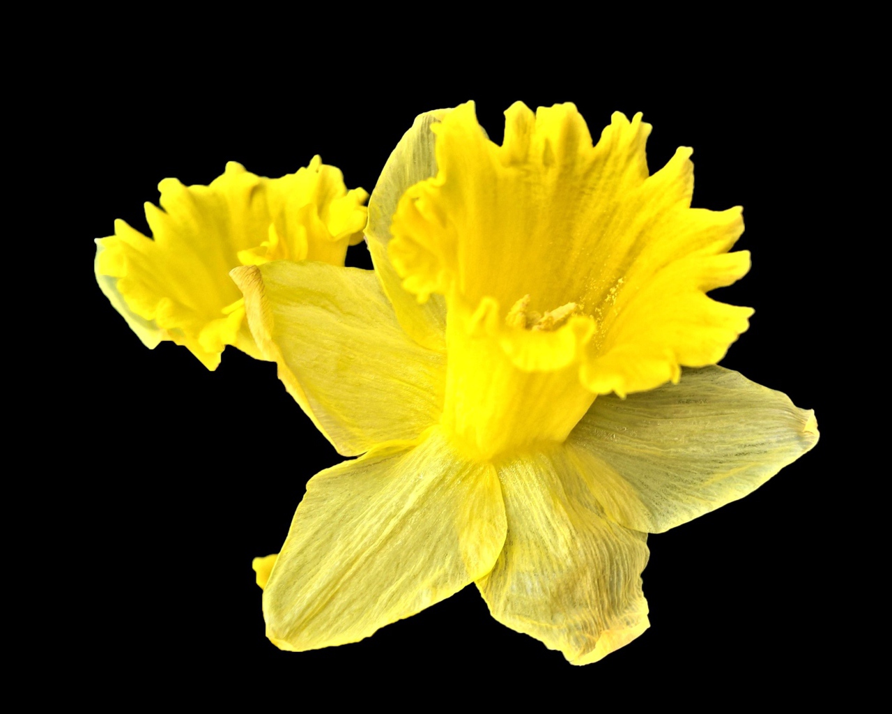 Желтый цветок нарцисса на черном фоне крупным планом