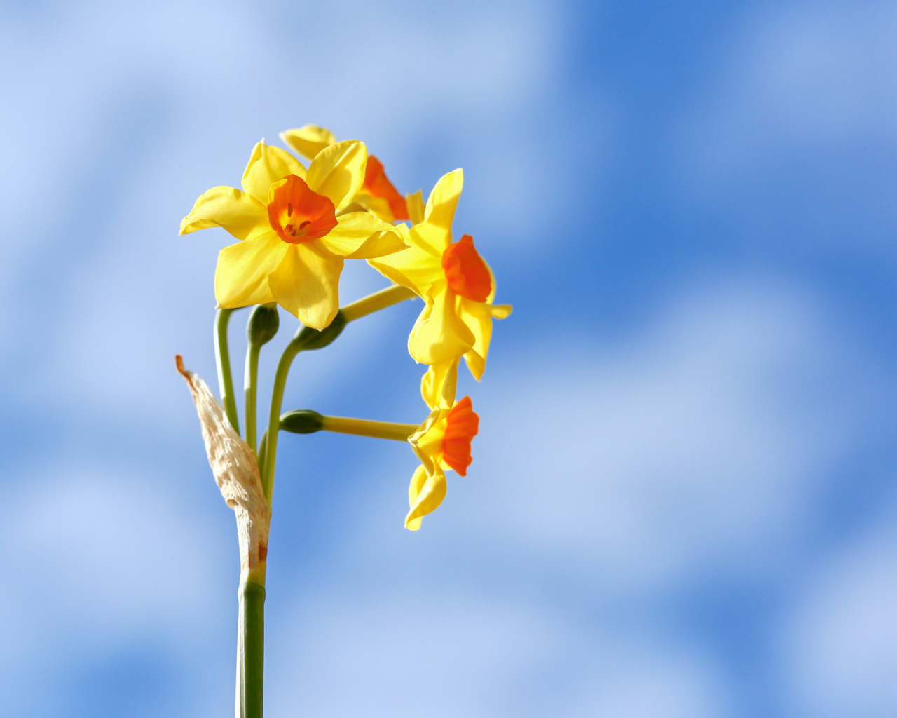 Желтые нарциссы на фоне голубого неба 