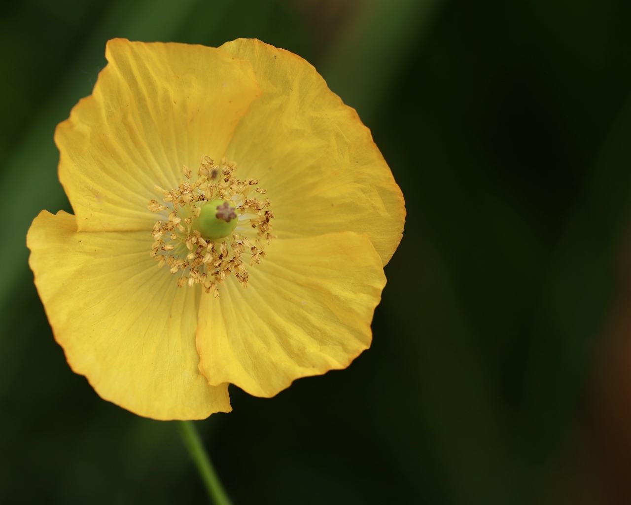 Желтый полевой мак крупным планом 