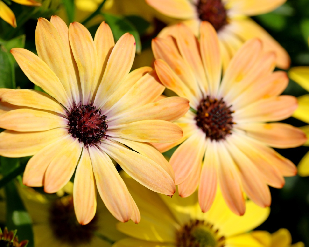 Желтые цветы  Остеоспермум крупным планом 