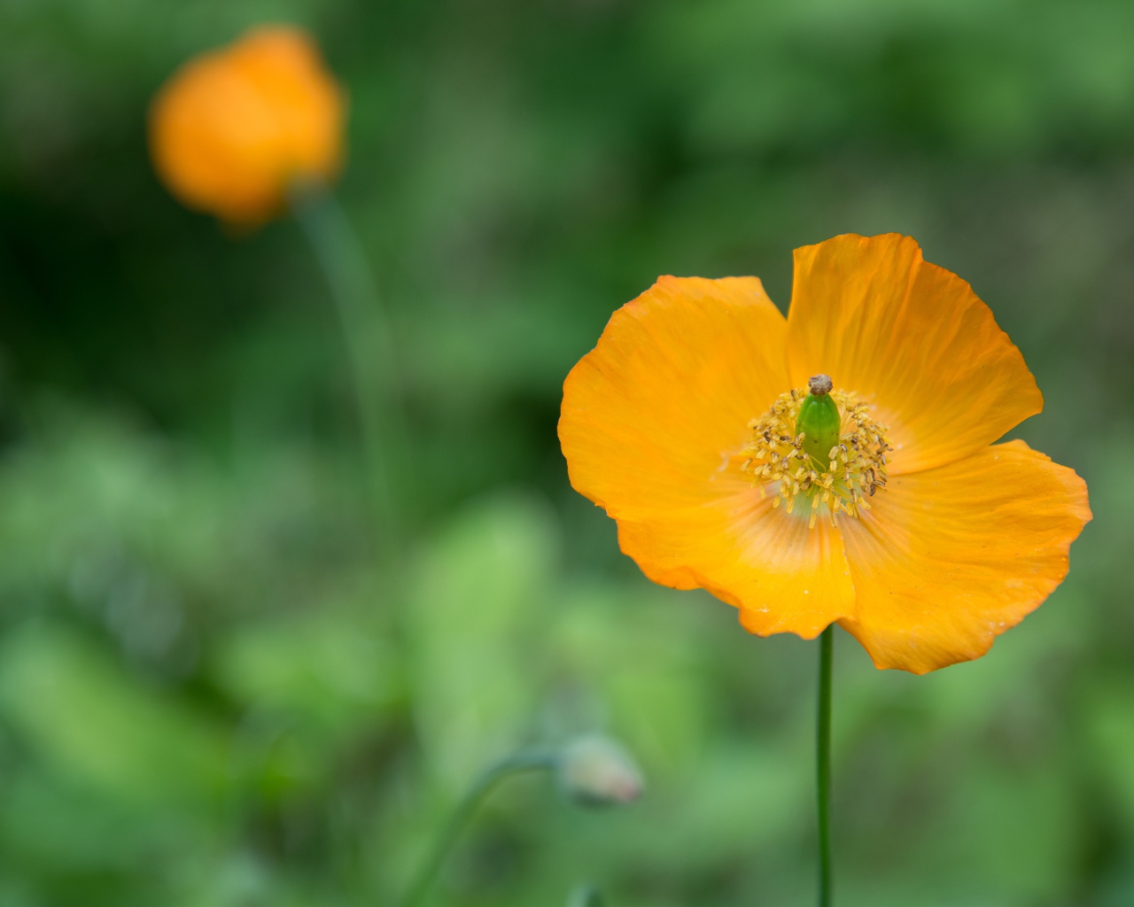 Желтые цветы эшшольция крупным планом