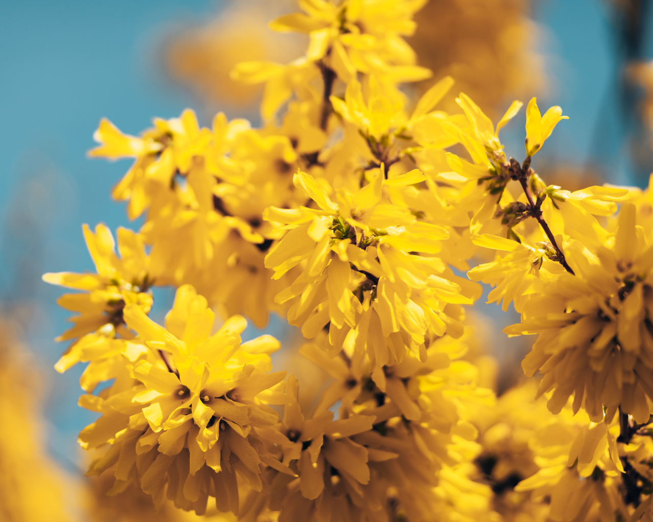 Желтые цветы Форзиция крупным планом 