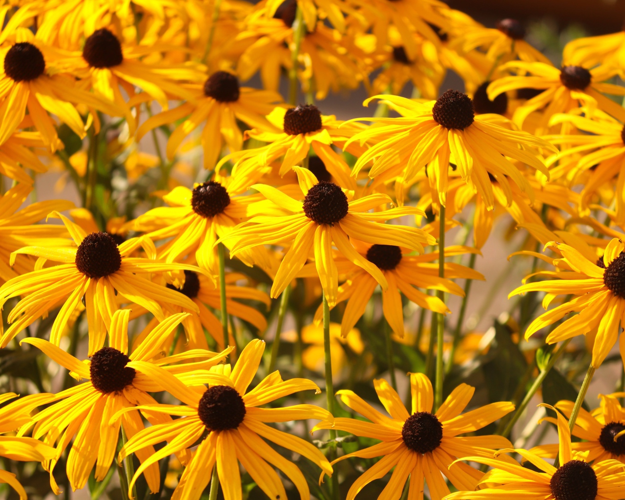 Желтые цветы рудбекия на клумбе 