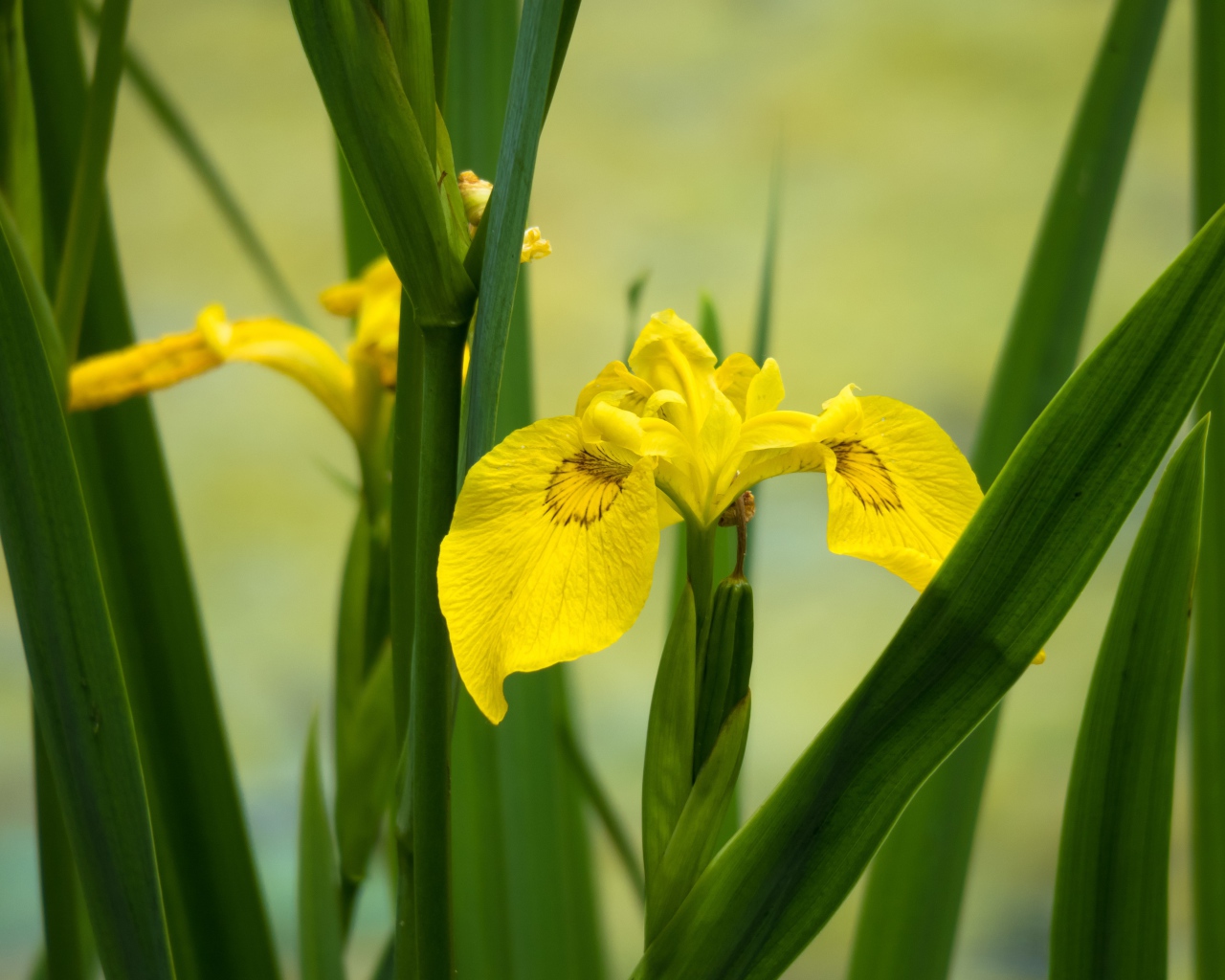 Желтые цветы ириса в зеленых листьях