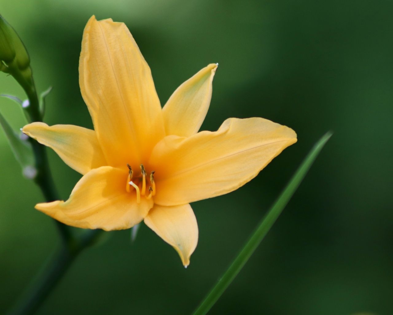 Желтая лилия с бутонами на клумбе крупным планом