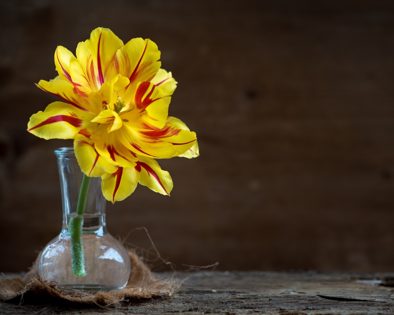 Желтый пышный цветок тюльпана в стеклянной вазе