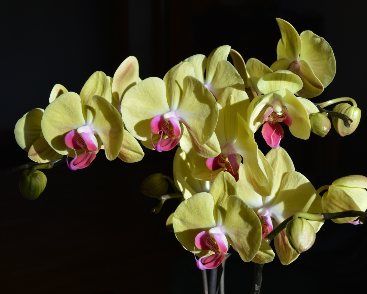 Желтые орхидеи с розовой серединкой на черном фоне