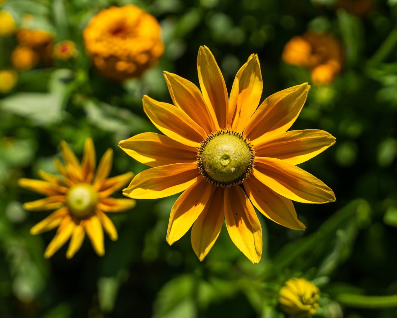 Желтый цветок рудбекия с бутонами крупным планом 