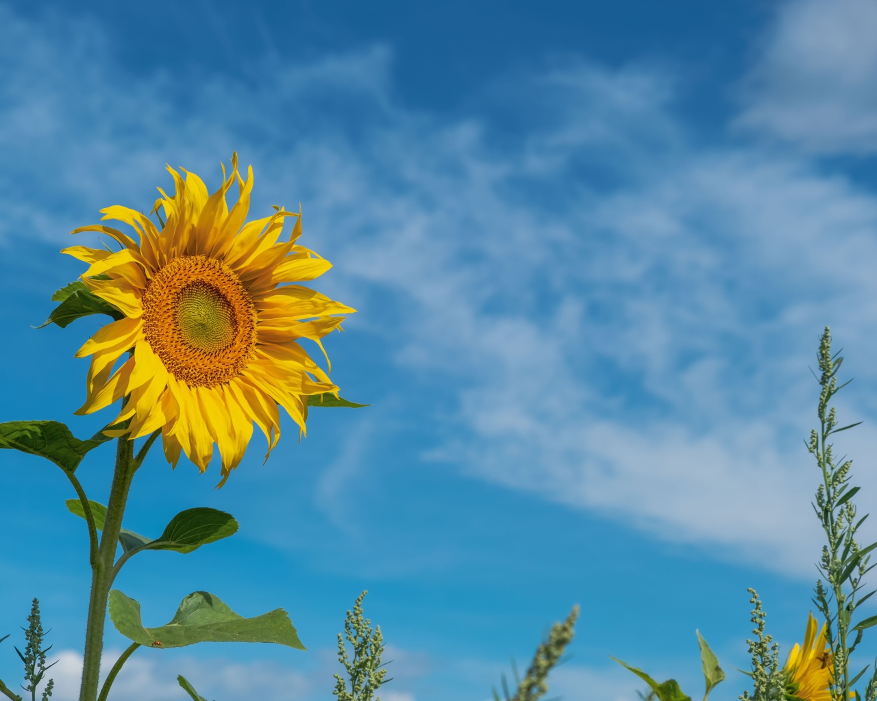 Желтый летний цветок подсолнуха на фоне голубого неба 