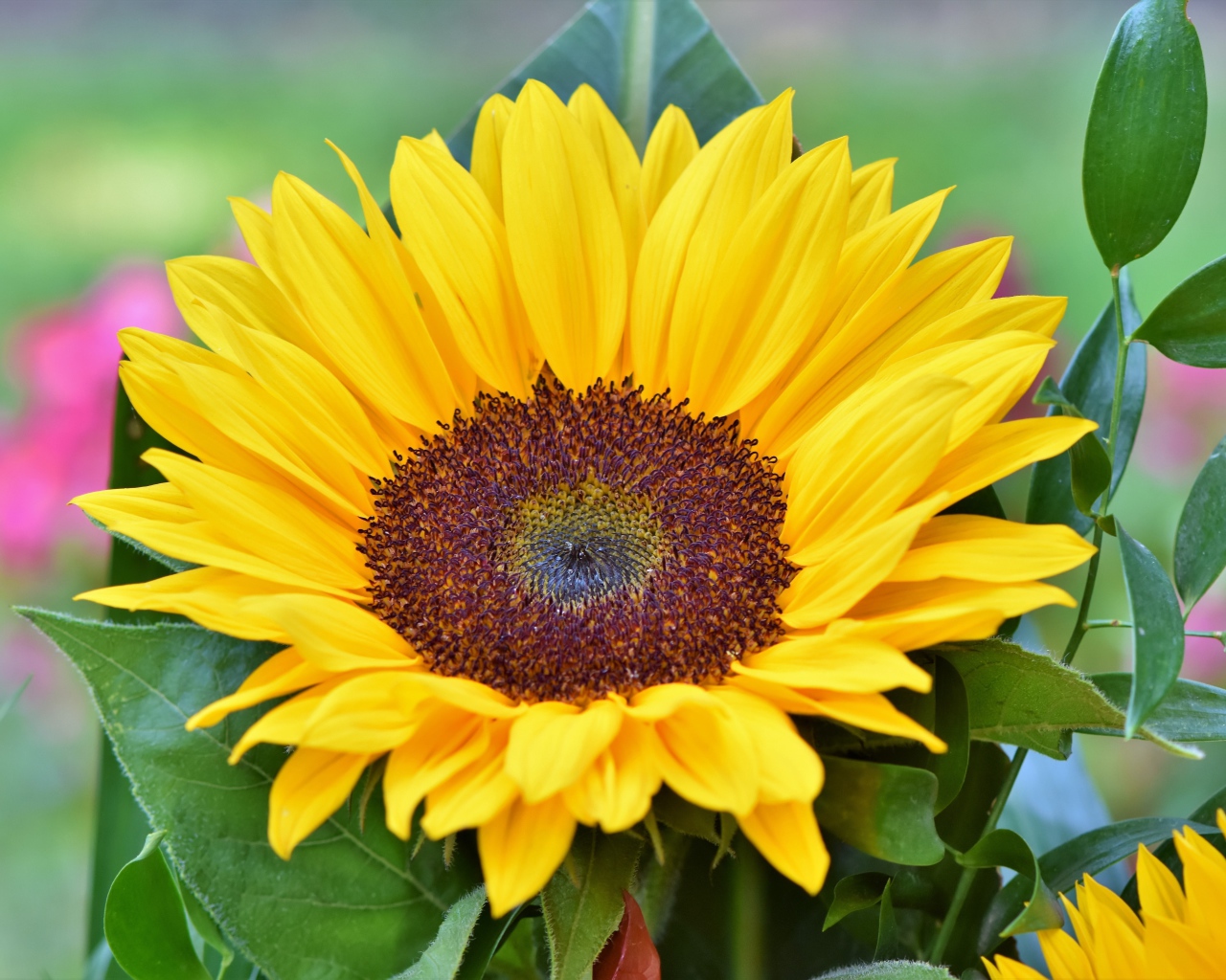 Желтый цветок подсолнуха в зеленых листьях крупным планом