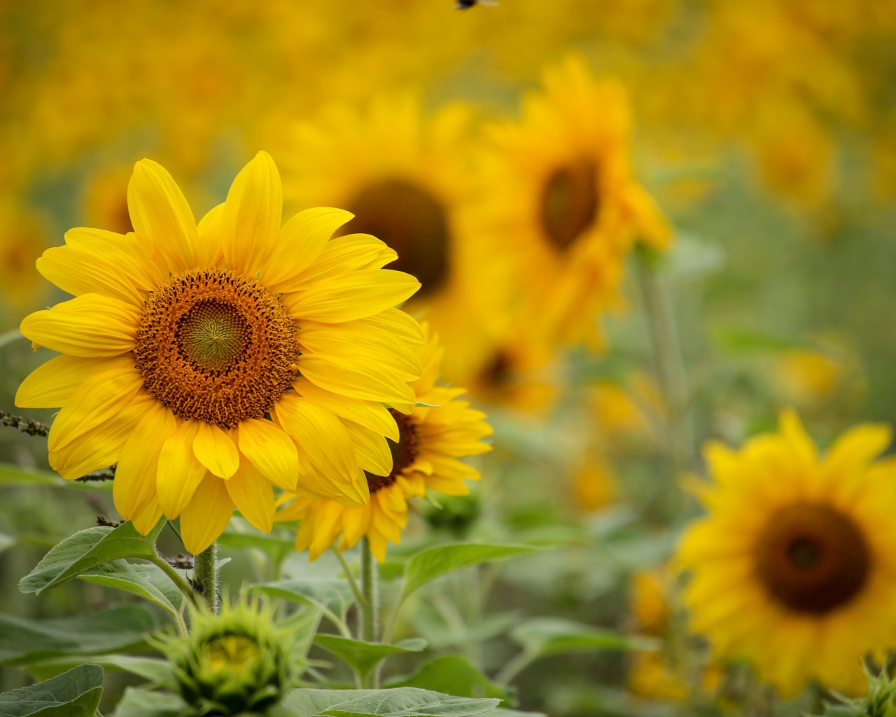 Желтые цветы подсолнуха с бутонами на поле