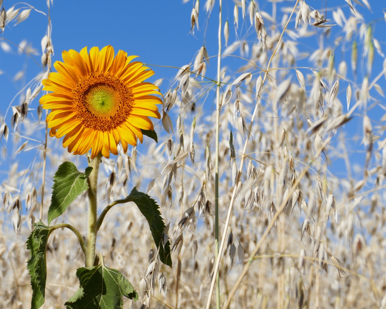 Желтый подсолнух на поле с колосьями 