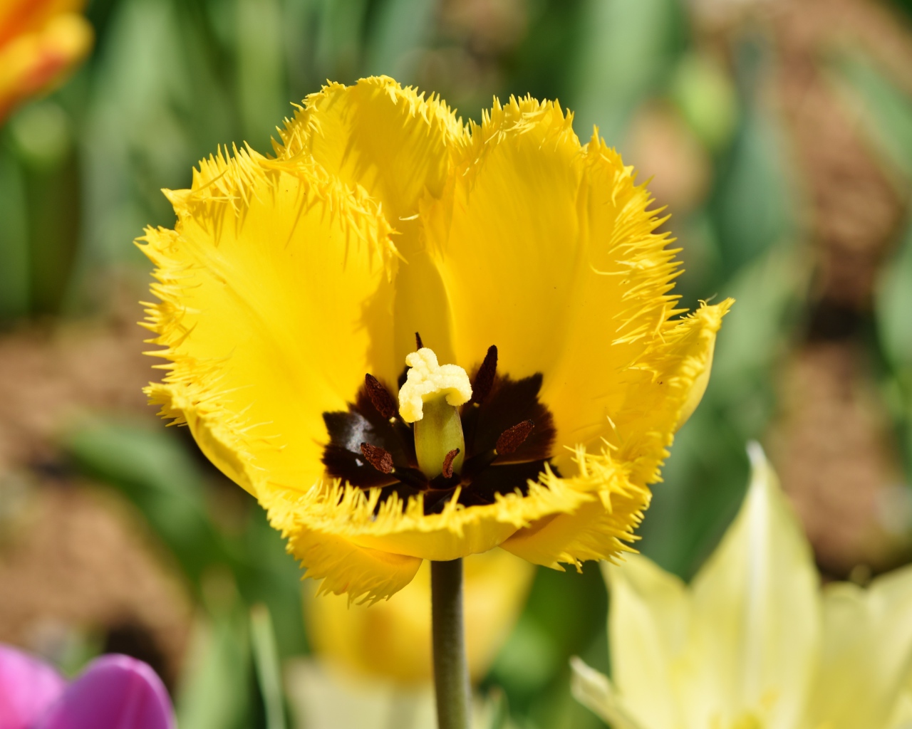 Желтый тюльпан в лучах солнца