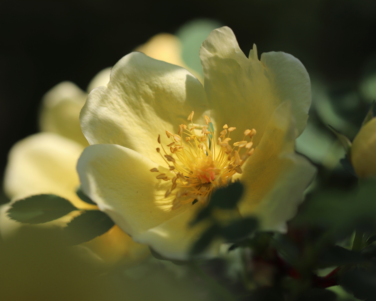 Желтые цветы дикой розы крупным планом