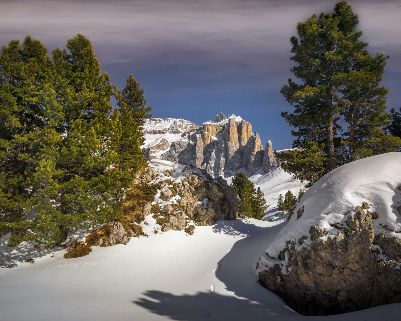 Ели на заснеженной вершине горы